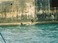 Unable to bring the large, unwieldly banca close enough to put a man ashore at the Sally Port, the banciero earned his pay for the day by climbing the sheer sides. 